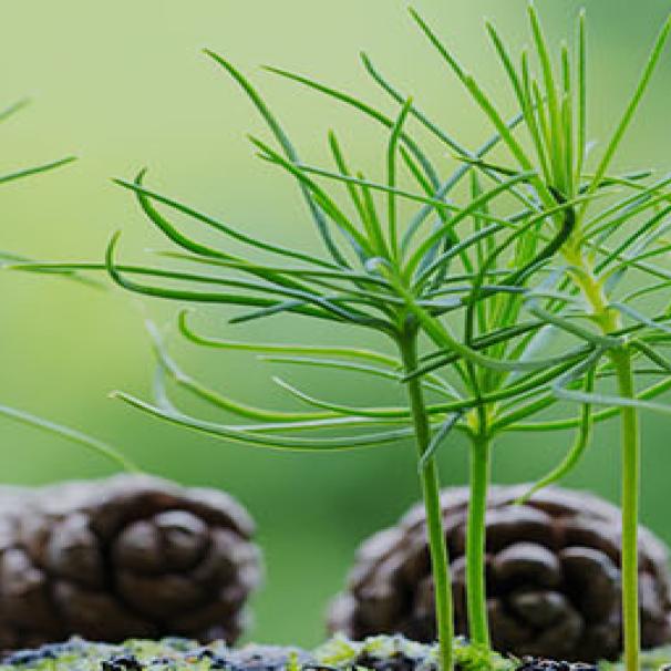 Pine cones laying in the grass